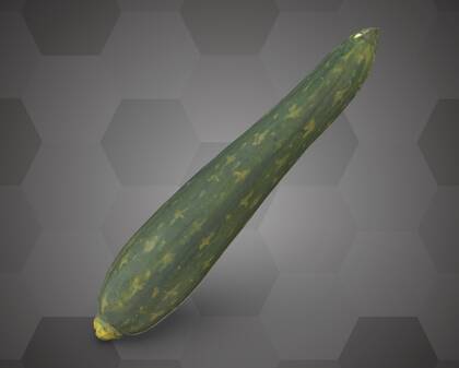 Picture of 3D model of a cucumber model (NHMW-AFW-DING-0046-133)