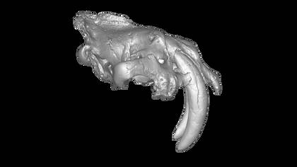 Image of the 3D Model of the Skull of a Saber-Toothed Cat - Texture not displayed
