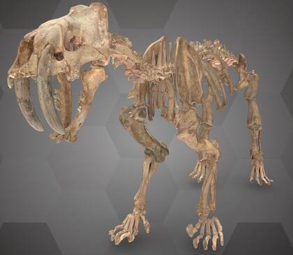 Image of the 3D Model of the Mountend Skeletona Saber-Toothed Cat