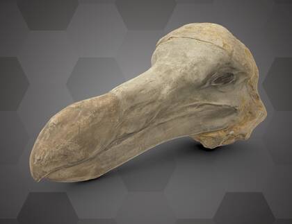 Picture of 3D model of a plaster cast of the "Oxford Dodo"