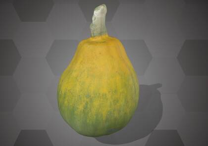 Picture of 3D model of a pumpkin model (NHMW-AFW-DING-0046-016)