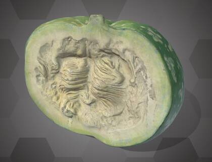 Picture of 3D model of a pumpkin model (NHMW-AFW-DING-0046-090)