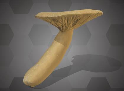 Picture of 3D model of a weeping milk cap model