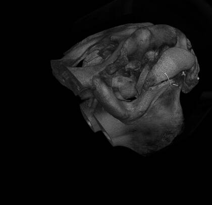 Volume rendering of the microCT scan of the first part ("skull 1") of the Dugong skull - this part contains the inner ear.