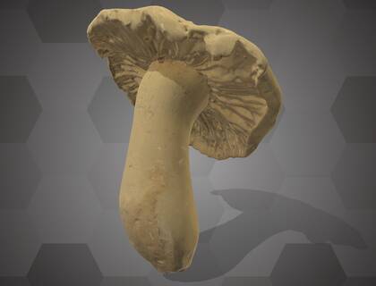 Picture of 3D model of a Basidiomycota model (NHMW-AFW-DING-0046-158)