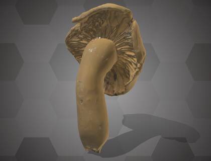 Picture of 3D model of a Basidiomycota model (NHMW-AFW-DING-0046-160)