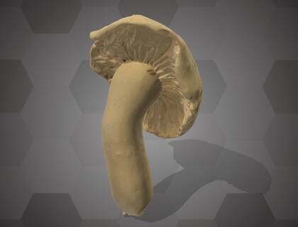 Picture of 3D model of a Basidiomycota model (NHMW-AFW-DING-0046-161)