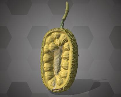 Picture of 3D model of a jackfruit model (NHMW-AFW-DING-0046-010)