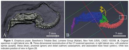 Enoploura popei: Original specimen (A) and 3D-reconstruction of the NHMW microCT scan (B) (from Boisset et al. 2024: Fig. 1)