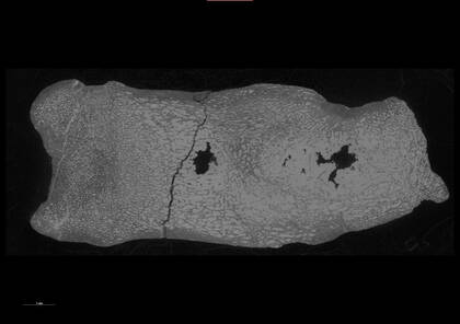 Virtual slice through the microCT scan of the phalange of the specimen NHMW-GEO-2019/0098/0007 (Chalicotheriidae)