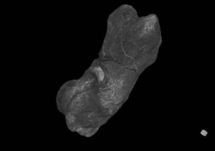 3D visualisation of the microCT scan of the phalange of the specimen NHMW-GEO-2019/0098/0007 (Chalicotheriidae)