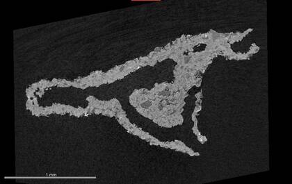 Vitrual slice through a rhizolith based on a microCT scan (NHMW-GEO-2022-0136-0001)