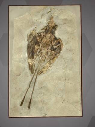 Image of the 3D Model of a Primitive Bird Fossil