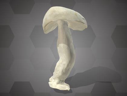 Picture of 3D model of a Suede Bolete model (NHMW-AFW-DING-0046-155)