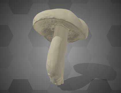 Picture of 3D model of a Suede Bolete model (NHMW-AFW-DING-0046-156)