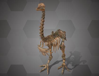 Picture of 3D model of an Eastern Moa