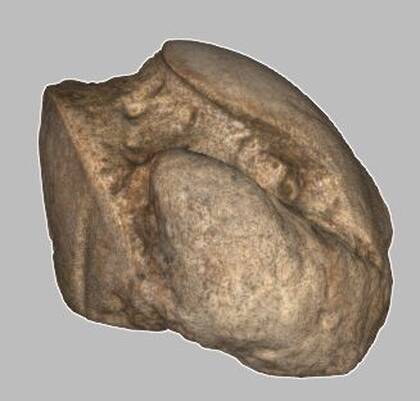 Picture of the 3D model of an astragalus of Mammuthus primigenius (NHMW-GEO-1980-0029-0039)