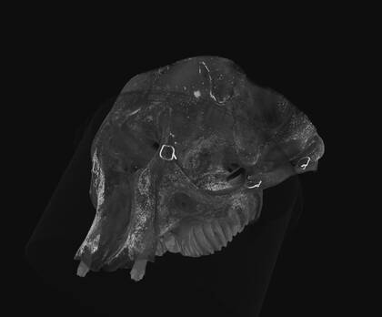 Volume rendering of the microCT scan of the second part ("skull 2") of the Asian elephant skull.