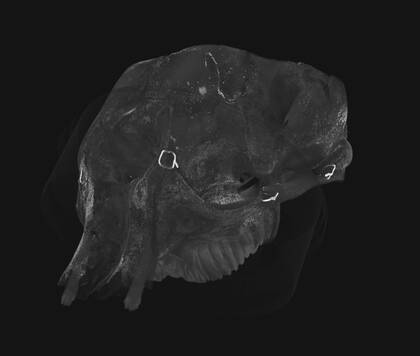 Volume rendering of both parts of the Asian elephant skull aligned.