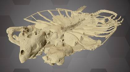 3D Image of the Model of a Giant Marine Turtle
