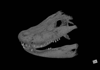 Volume rendering showing part 1 of the microCT scan of Alligator sinensis (NHMW-ZOO-HS-37966)