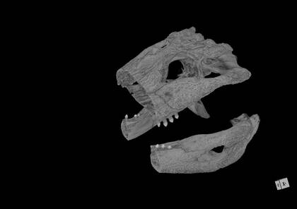 Volume rendering showing part 2 of the microCT scan of Alligator sinensis (NHMW-ZOO-HS-37966)