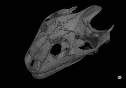 3D rendering based on the microCT scan of Trionyx euphraticus (NHMW-ZOO-HS-131)