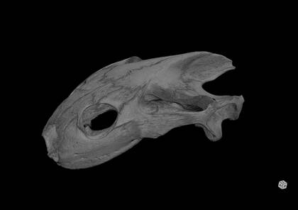 3D rendering based on the microCT scan of Cyclanorbis elegans (NHMW-ZOO-HS-157)