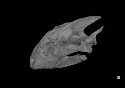 3D rendering based on the microCT scan of Trionyx cartilagineus (NHMW-ZOO-HS-160)