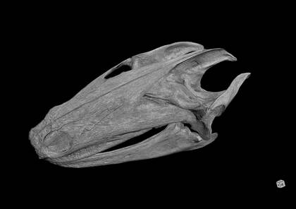 3D rendering based on the microCT scan of Chitra chitra javanensis (NHMW-ZOO-HS-162)
