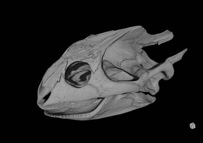 3D rendering based on the microCT scan of Aspideretes leithi (NHMW-ZOO-HS-38299)