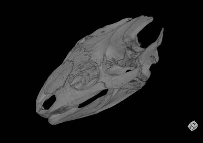 3D rendering based on the microCT scan of Pelodiscus sinensis (NHMW-ZOO-HS-38630)