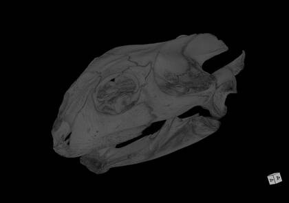 3D rendering based on the microCT scan of Nilssonia formosa (NHMW-ZOO-HS-38631)