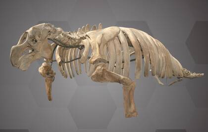 Image of the 3D Scan of a Steller’s Sea Cow