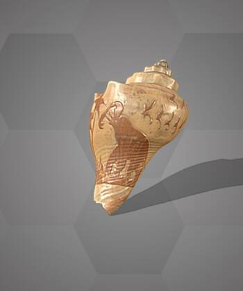 Image of the 3D Model of a Crown conch shell