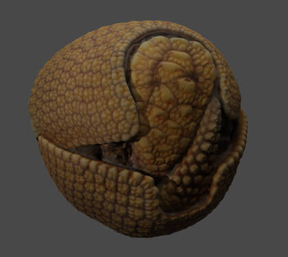 3D model of a southern three-banded armadillo
