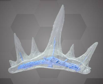 Image of the 3D Model of a Cretacladoides noricum