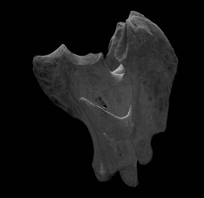 Volume rendering of the axis bone of Cygnus olor