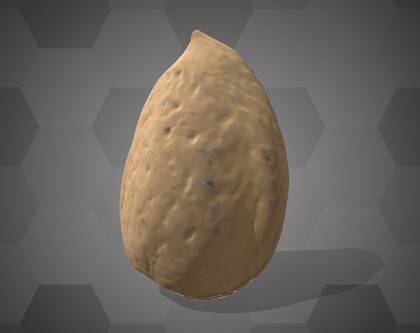 Picture of 3D model of an apricot seed model (NHMW-AFW-DING-0046-063)