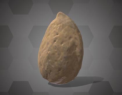 Picture of 3D model of an apricot seed model (NHMW-AFW-DING-0046-066)