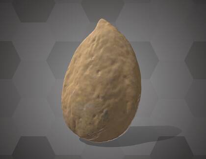 Picture of 3D model of an apricot seed model (NHMW-AFW-DING-0046-067)