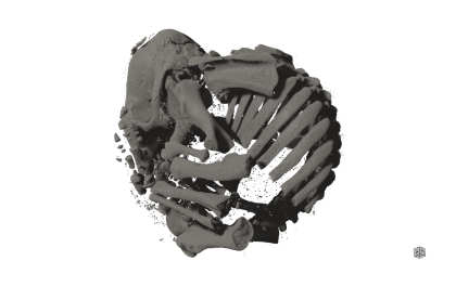3D volume rendering of the skeleton of Tolypeutes matacus based on this microCT dataset 3D volume rendering of the skelton of Tolypeutes matacus based on this microCT dataset