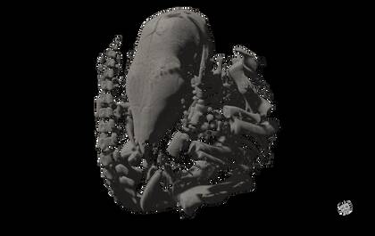 3D volume rendering of the skelton of Tolypeutes matacus based on this microCT dataset