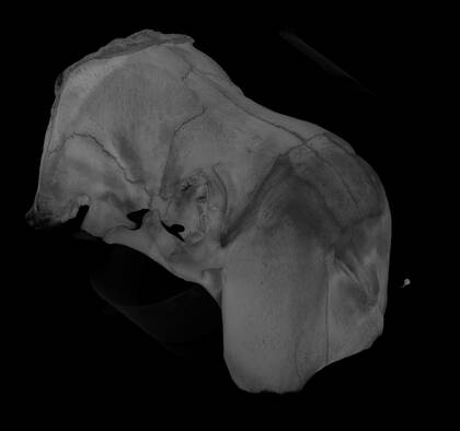 Volume rendering of both parts of the walrus skull aligned.