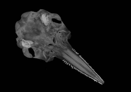 Volume rendering of the three aligned microCT scans of the tucuxi skull - view 2