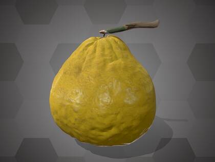 Picture of 3D model of a citrus fruit model (NHMW-AFW-DING-0046-091)