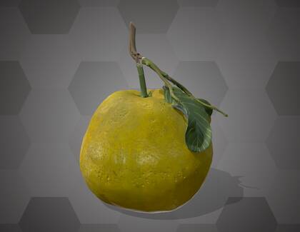 Picture of 3D model of a citrus fruit model (NHMW-AFW-DING-0046-092)