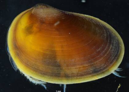 Carapace of Ozestheria pilbarensis (WAM C77995)